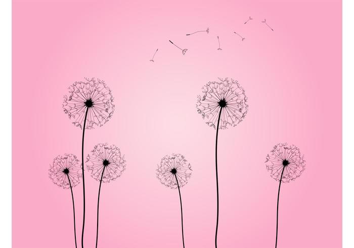 Dandelion Seed Heads Dandelion Seed Heads