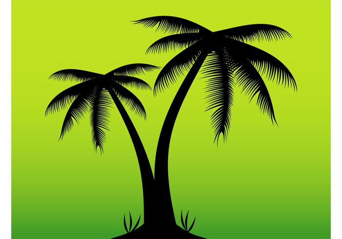 Exotic Palms Exotic Palms