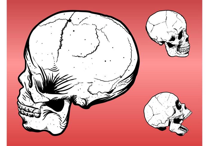 Skull Drawings Skull Drawings