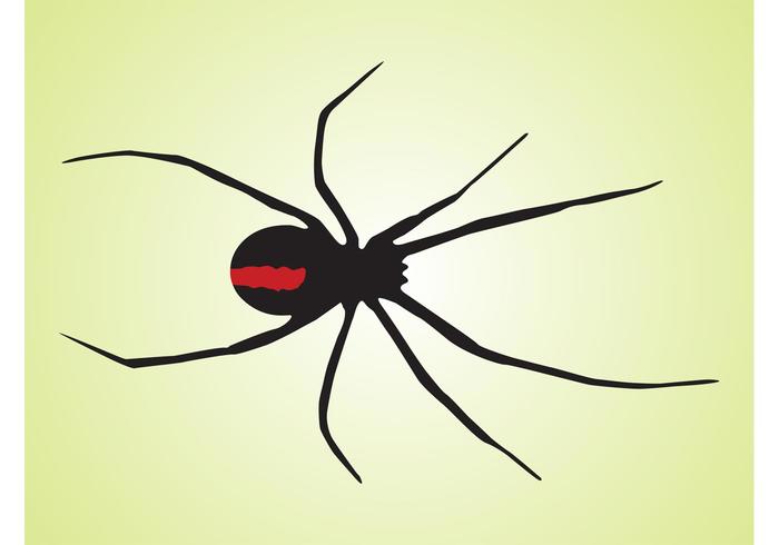 Black Widow Spider Black Widow Spider