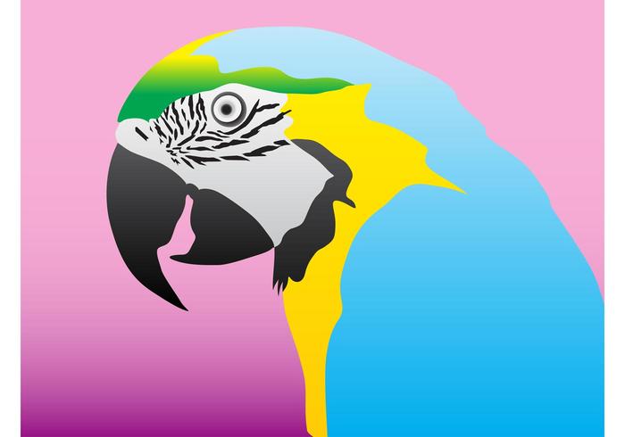 Colorful Parrot Colorful Parrot