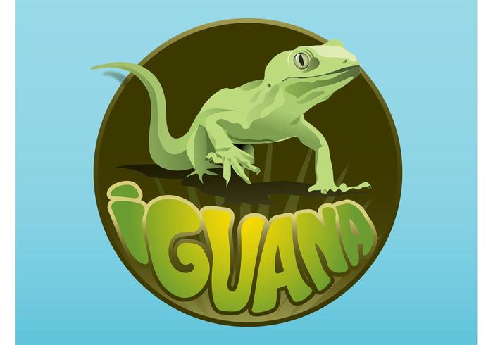 Iguana Layout Iguana Layout