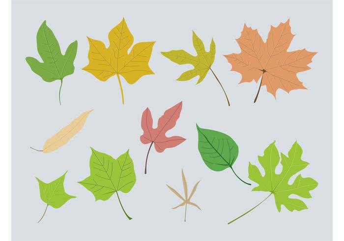 Autumn Leaves Vector