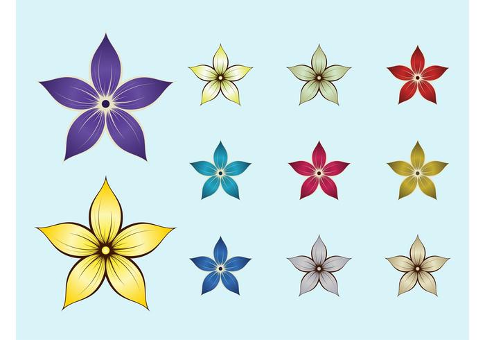 Flower Blossoms Flower Blossoms