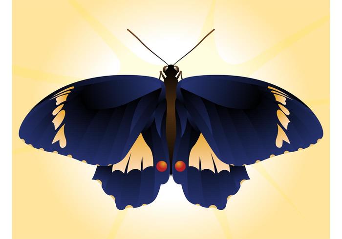 Beautiful Butterfly Vector Beautiful Butterfly Vector