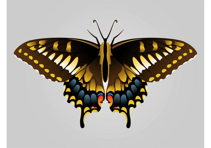 Butterfly Image Butterfly Image