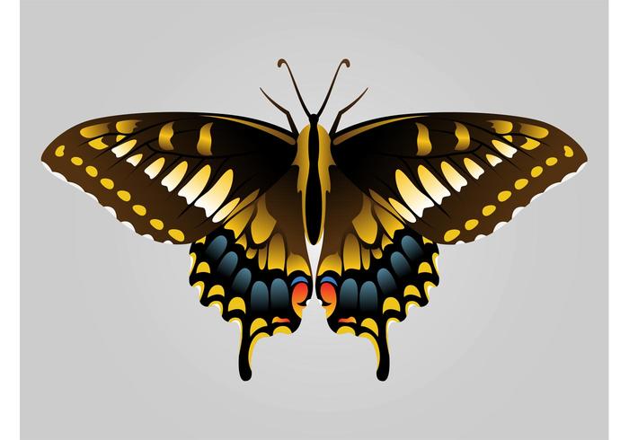 Butterfly Image