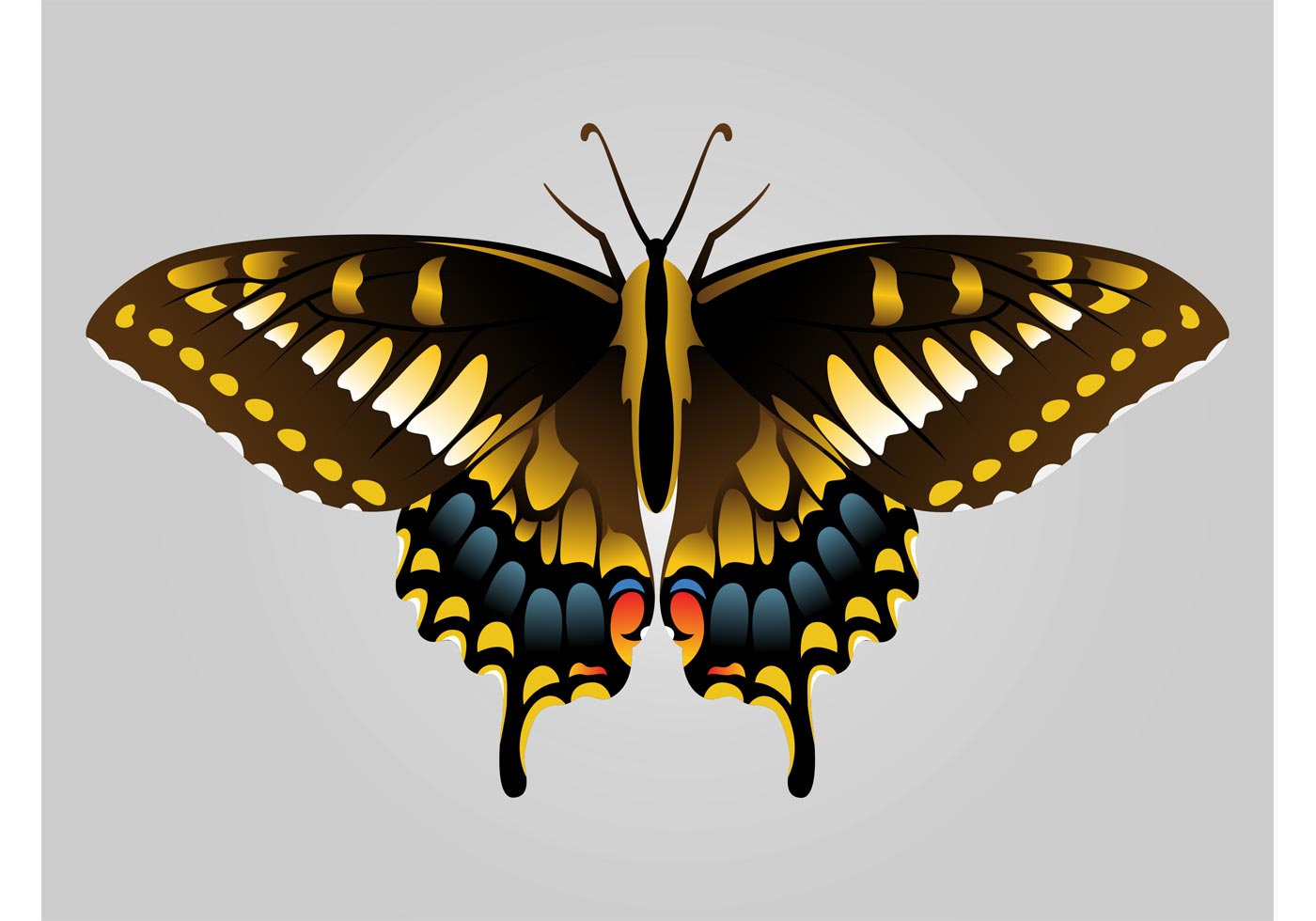 Download Butterfly Image - Download Free Vector Art, Stock Graphics & Images