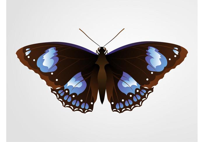 Pretty Butterfly Pretty Butterfly