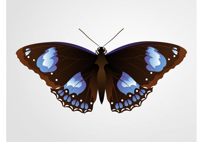 Pretty Butterfly