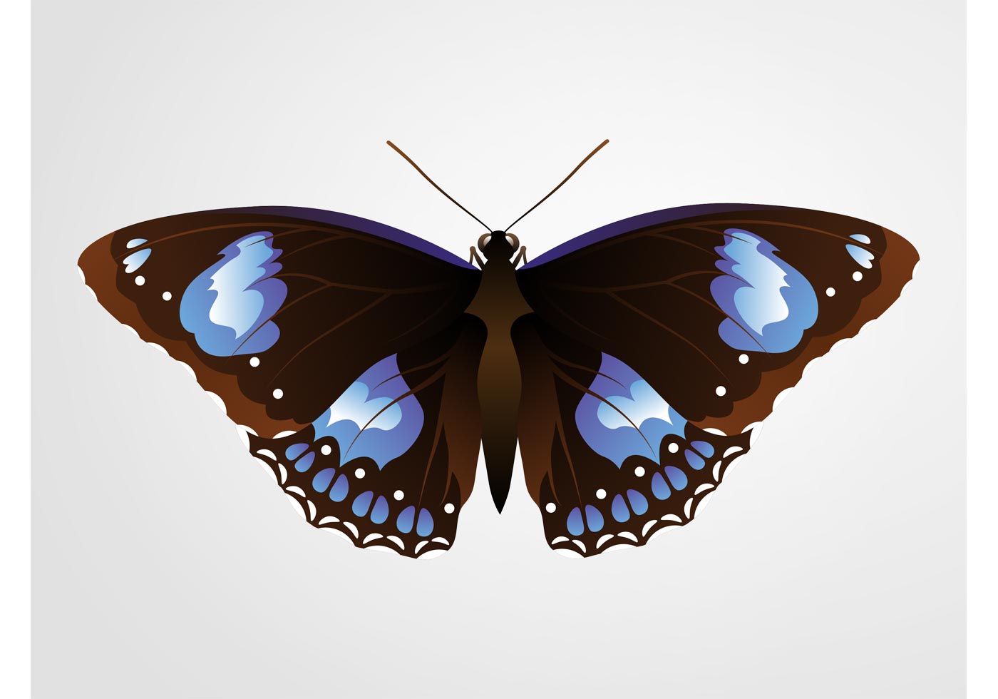 Pretty Butterfly - Download Free Vector Art, Stock Graphics & Images