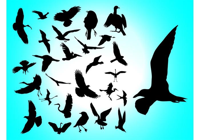 Flying Birds Flying Birds