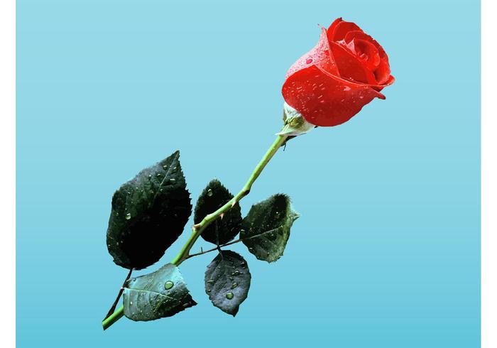 Rose Rose