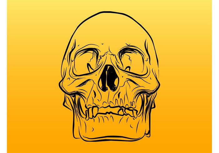 Skull Outlines Vector Skull Outlines Vector