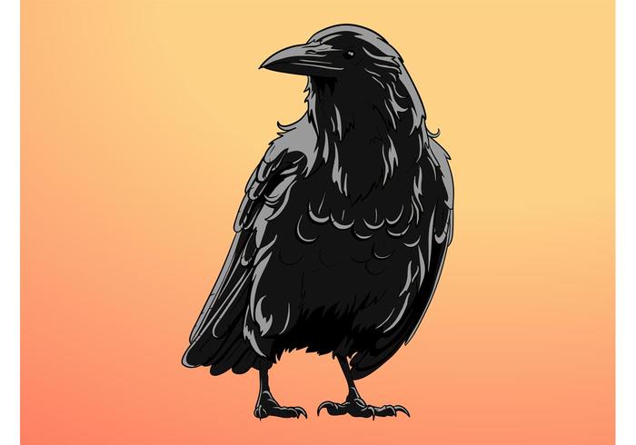 Raven Raven