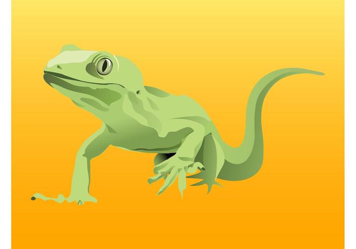Iguana Iguana