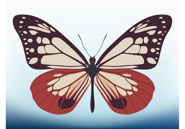 Butterfly Vector Design Butterfly Vector Design