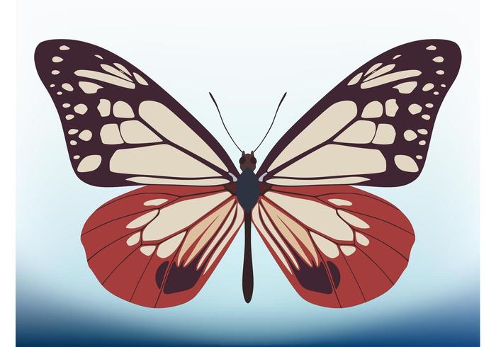 Butterfly Vector Design