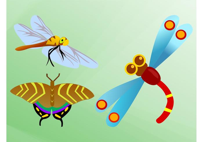 Insects Insects
