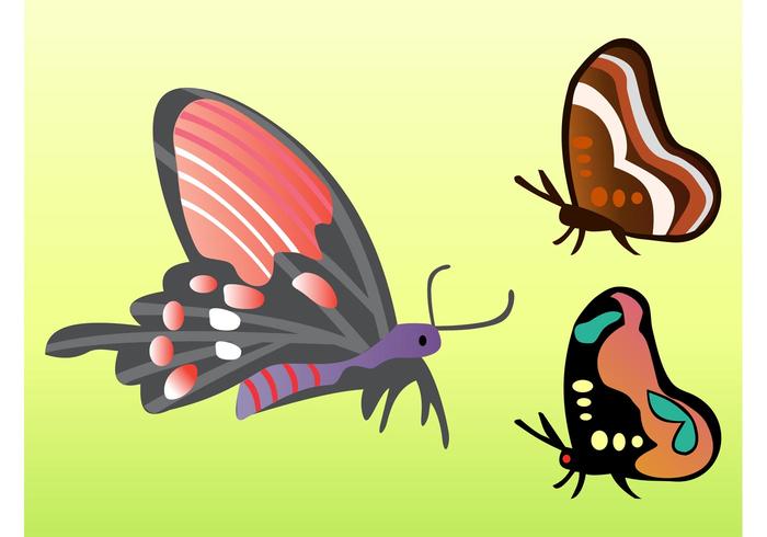 Butterfly Vectors Butterfly Vectors