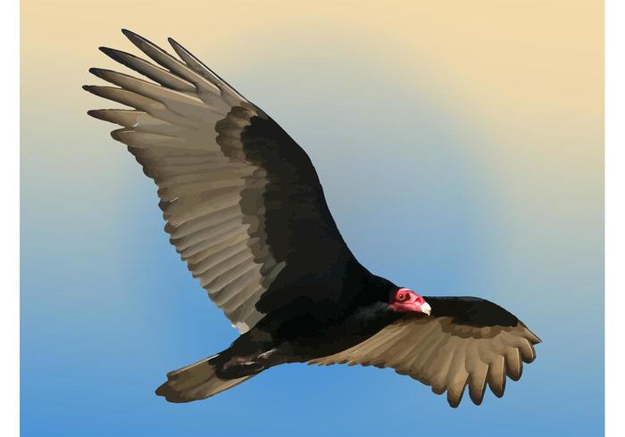 Vulture Vector Vulture Vector