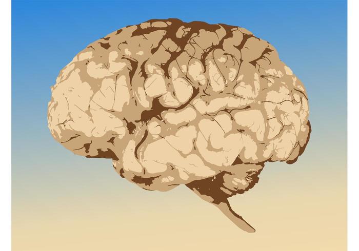 Brain Graphics Brain Graphics