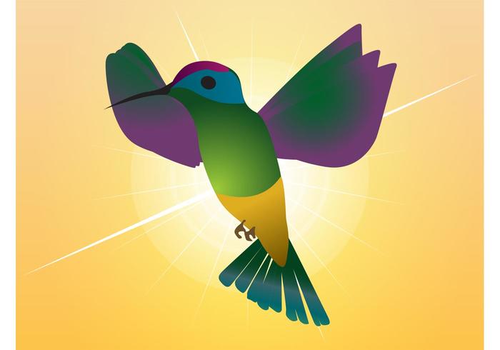 Humming Bird Humming Bird