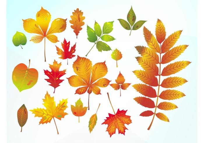 Autumn Vector Leaves