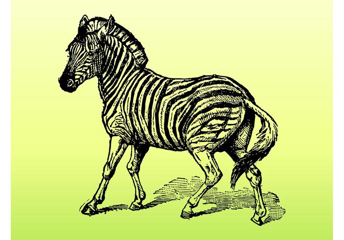 Zebra Vector Zebra Vector