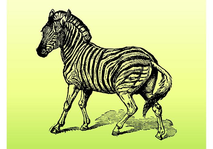 Zebra Vector