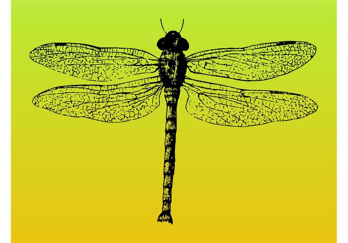 Dragonfly Vector Dragonfly Vector
