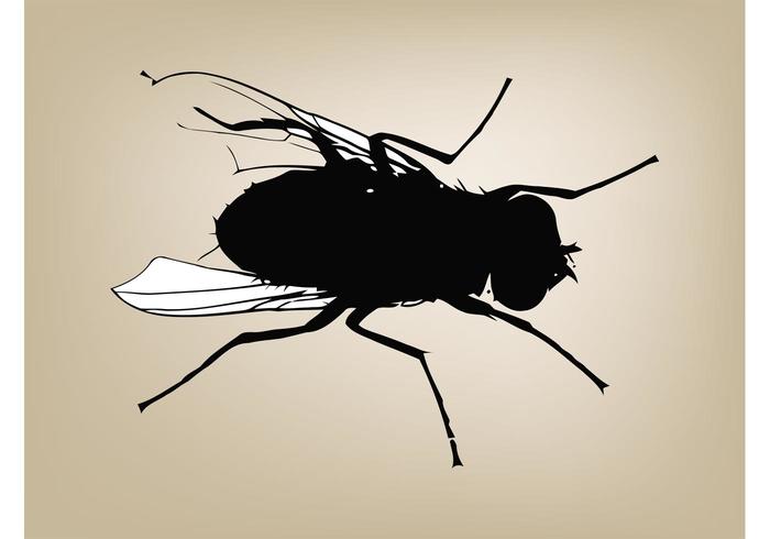 Fly Graphics Fly Graphics