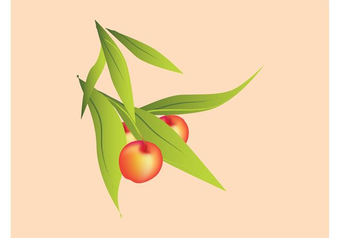 Peaches Vector Peaches Vector