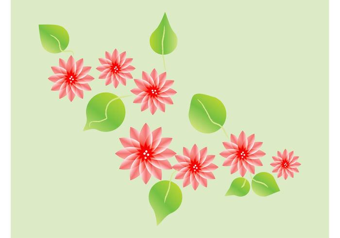 Lotus Blossoms Lotus Blossoms
