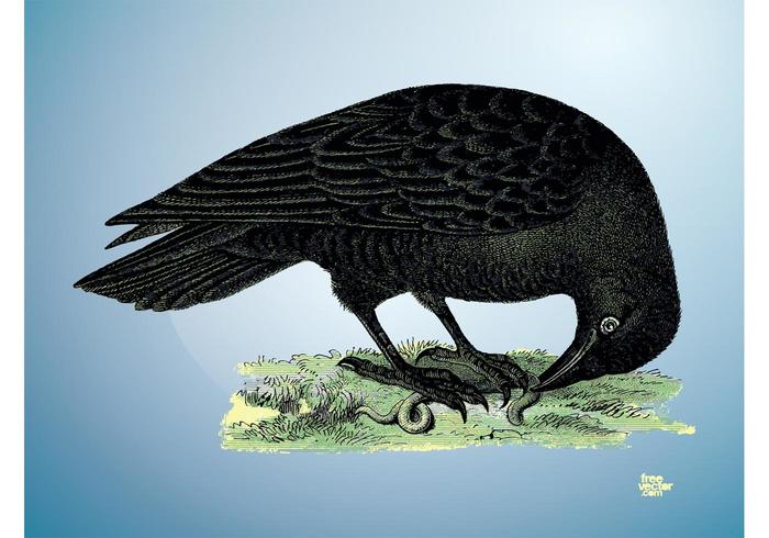 Raven Vector Raven Vector