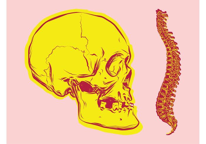Bones Vectors Bones Vectors