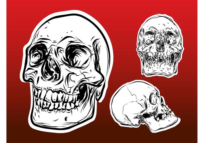Skulls Skulls