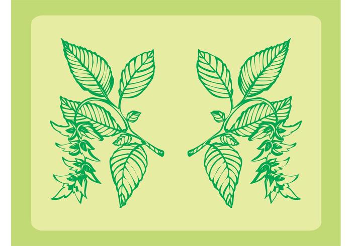 Fresh Plants Ornaments Fresh Plants Ornaments