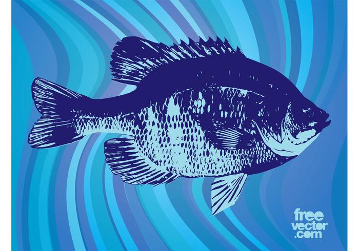 Fish Vector Graphics Fish Vector Graphics