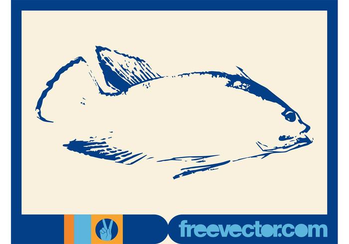 Fish Sketch Fish Sketch