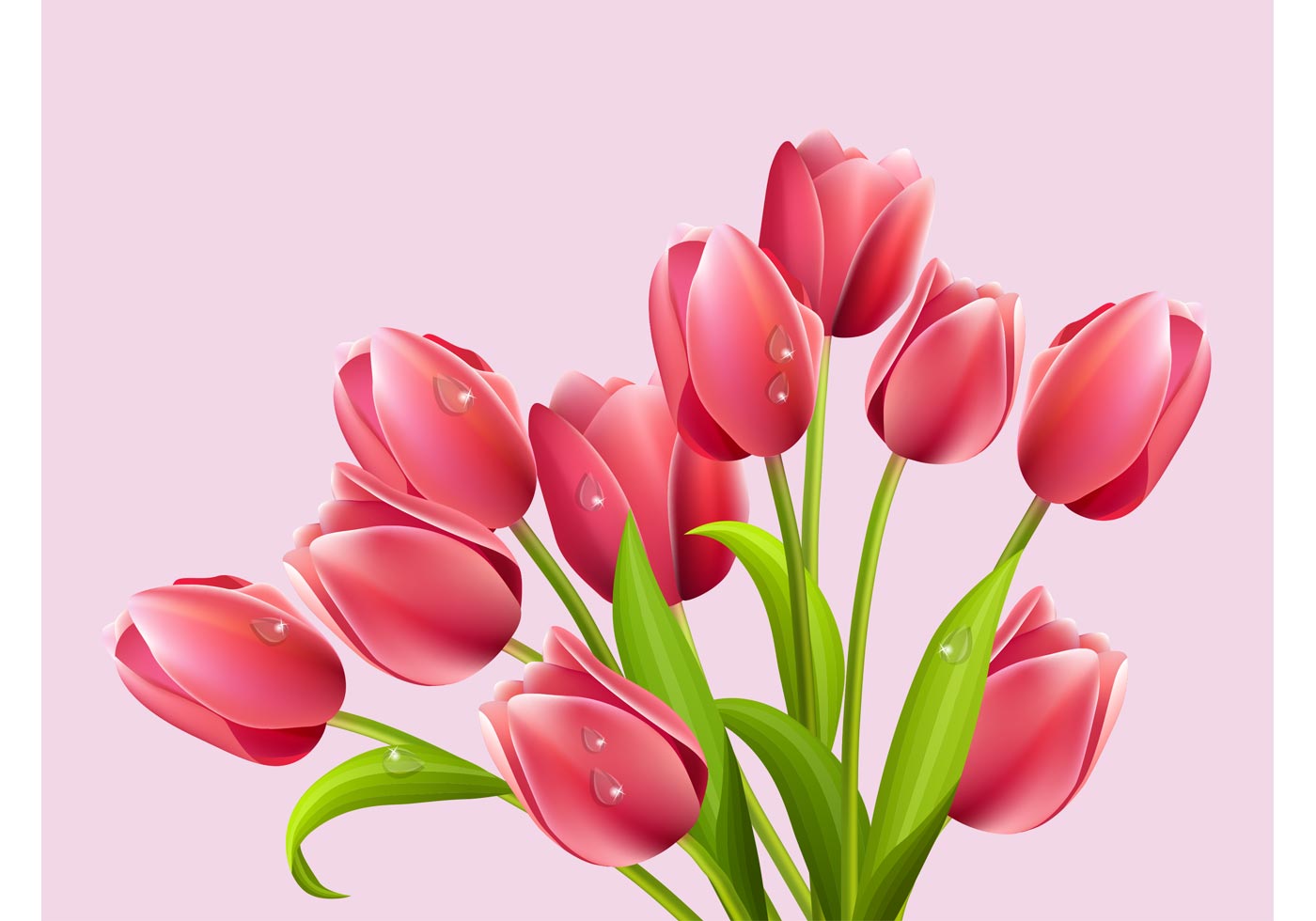 Tulip  Free Vector  Art 12306 Free Downloads 