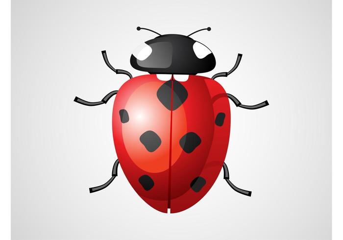 Ladybug Vector Ladybug Vector