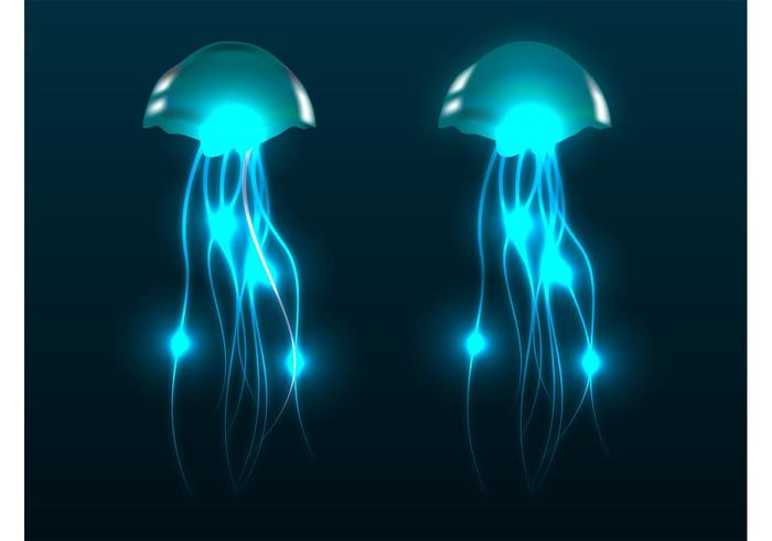 Jellyfish Vectors Jellyfish Vectors