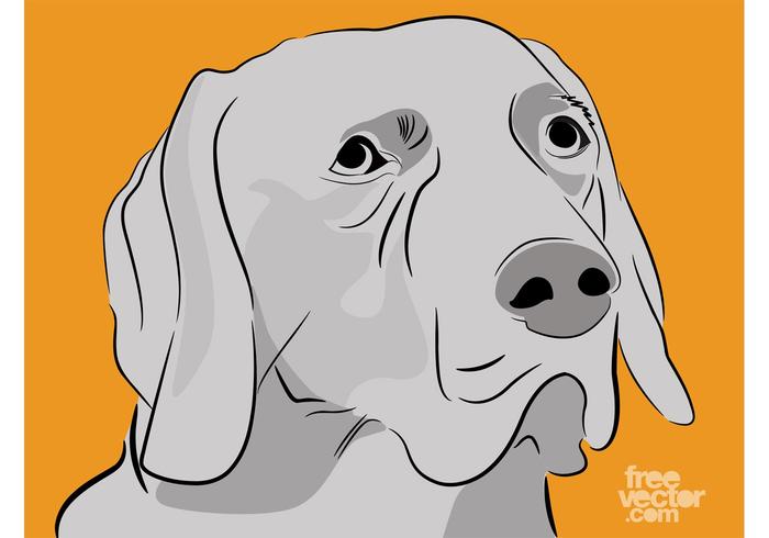 Labrador Retriever Vector Labrador Retriever Vector