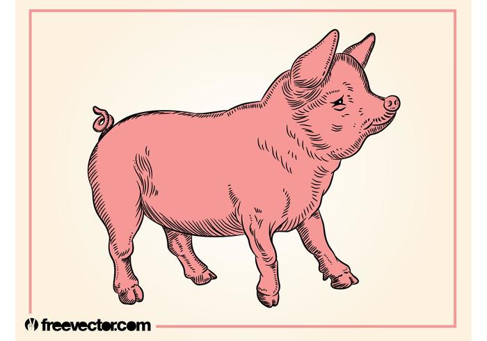 Pig Pig