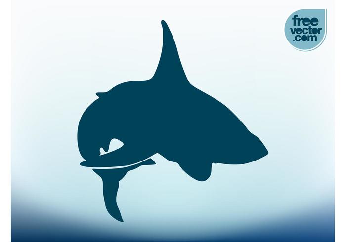 Vector Shark Vector Shark