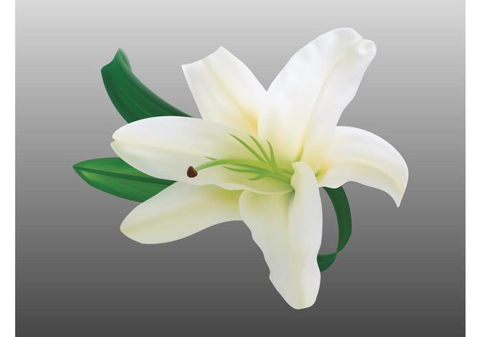 Lily Flower Vector Lily Flower Vector