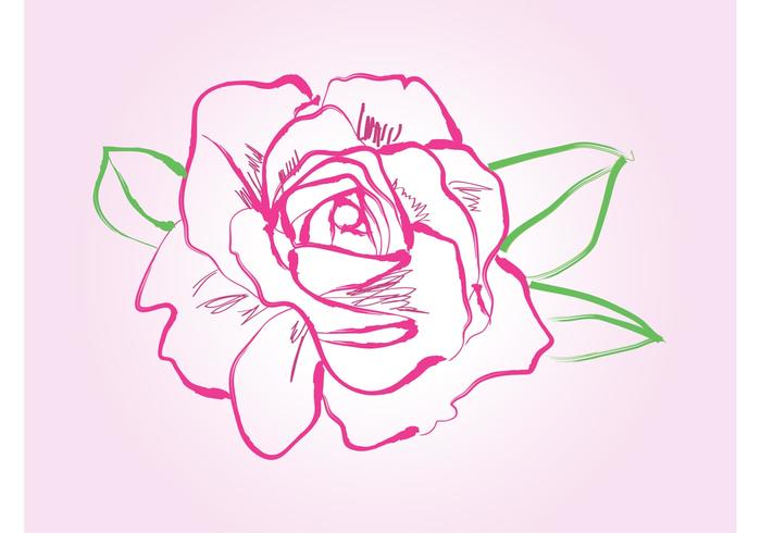 Rose Drawing Vector Rose Drawing Vector
