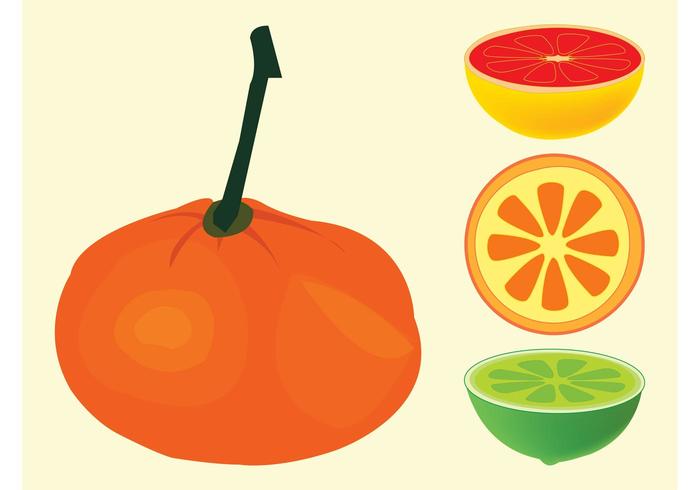Citrus Fruits Vectors Citrus Fruits Vectors