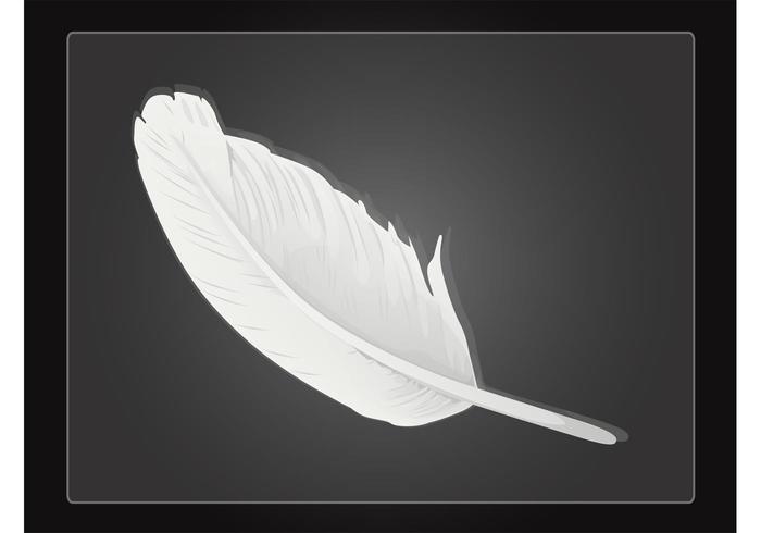 Vector Feather Vector Feather